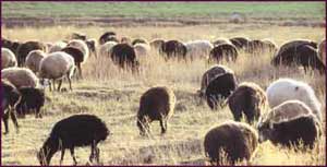 Wool