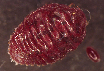 Cochineal